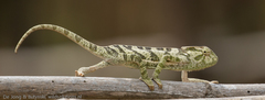 Chamaeleo gracilis gracilis