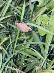 Hemeroplanis scopulepes