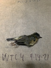 Setophaga caerulescens