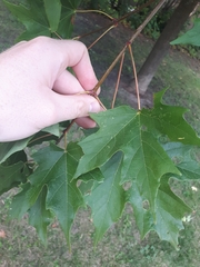 Acer saccharum