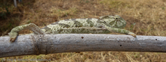 Chamaeleo gracilis gracilis