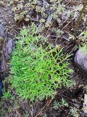 Psacalium decompositum