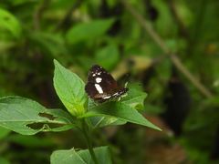 Castilia