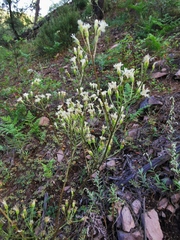 Psacalium decompositum