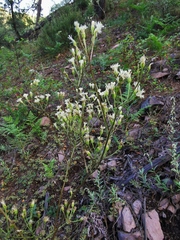 Psacalium decompositum