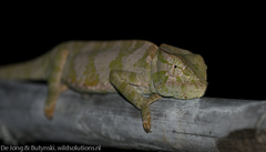 Chamaeleo gracilis gracilis