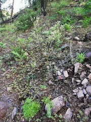 Psacalium decompositum