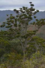 Agathis ovata