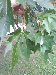 Acer saccharinum