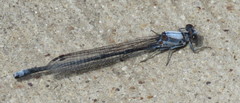 Argia moesta