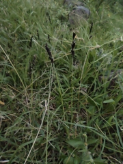 Liliopsida