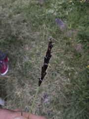 Liliopsida