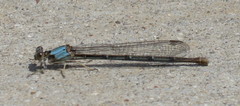 Argia