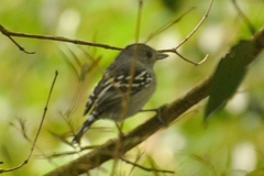 Thamnophilus ambiguus