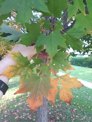 Acer saccharum