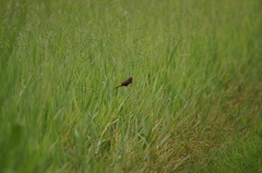 Neochmia phaeton phaeton