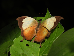 Consul electra electra