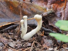 Clavariadelphus americanus