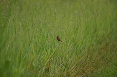 Neochmia phaeton phaeton