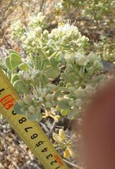 Tetraena retrofracta