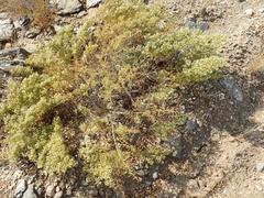 Tetraena retrofracta