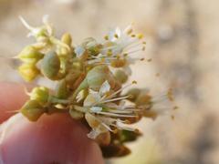 Tetraena retrofracta