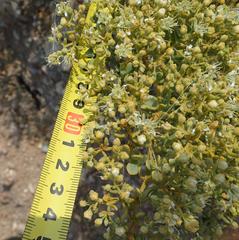 Tetraena retrofracta