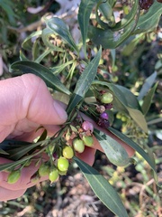 Eremophila mitchellii