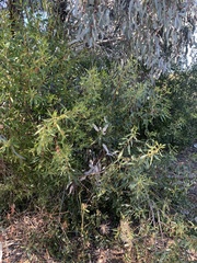 Eremophila mitchellii