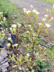 Psacalium decompositum