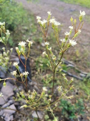 Psacalium decompositum