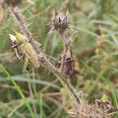 Sphenarium purpurascens