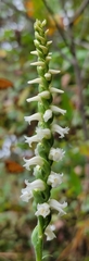 Spiranthes ochroleuca