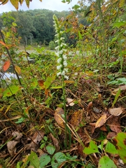 Spiranthes ochroleuca