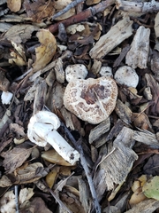 Leucoagaricus barssii
