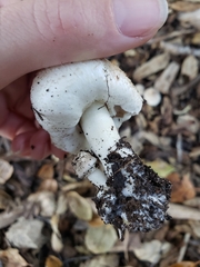 Leucoagaricus barssii