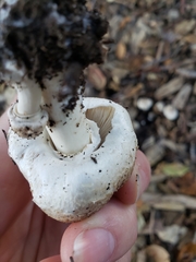 Leucoagaricus barssii