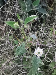 Lantana canescens