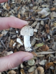 Leucoagaricus barssii