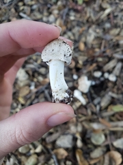 Leucoagaricus barssii