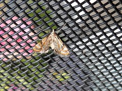 Cataclysta lampetialis