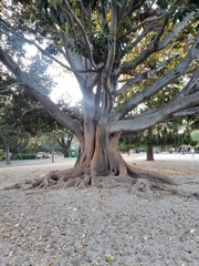 Ficus macrophylla