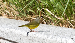 Geothlypis philadelphia