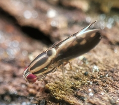 Peplomyza