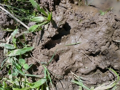 Hydrochoerus hydrochaeris