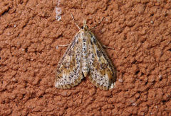 Palpita aenescentalis