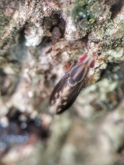 Peplomyza