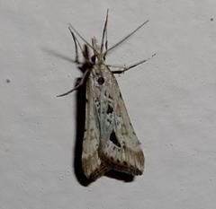 Diasemia monostigma