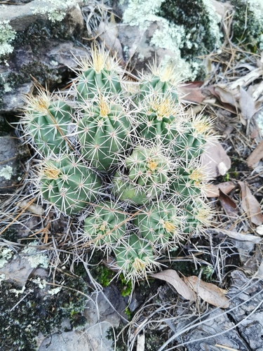 Echinocereus polyacanthus