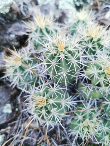 Echinocereus polyacanthus